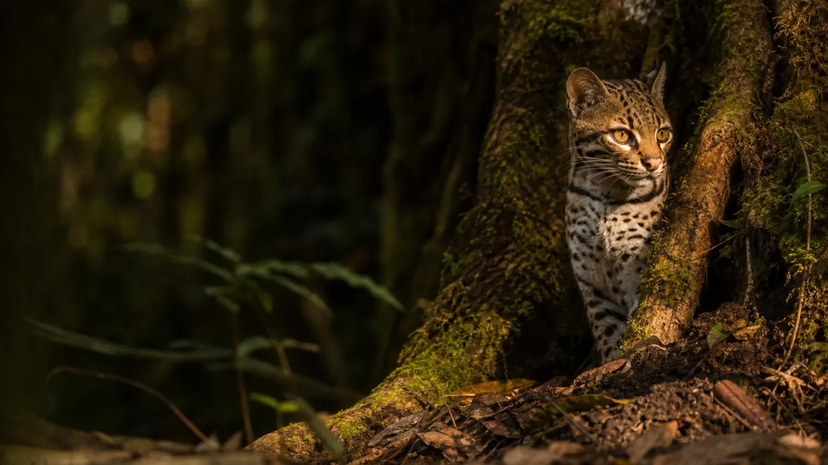 Cougarillo : découvrez ce petit félin méconnu d'Amérique